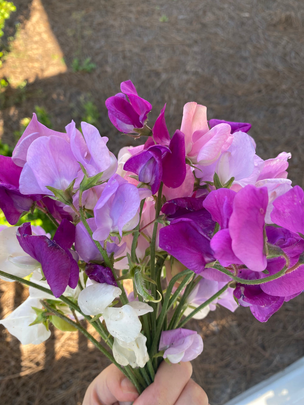 Sweet Pea Bunch - Spring Pastels