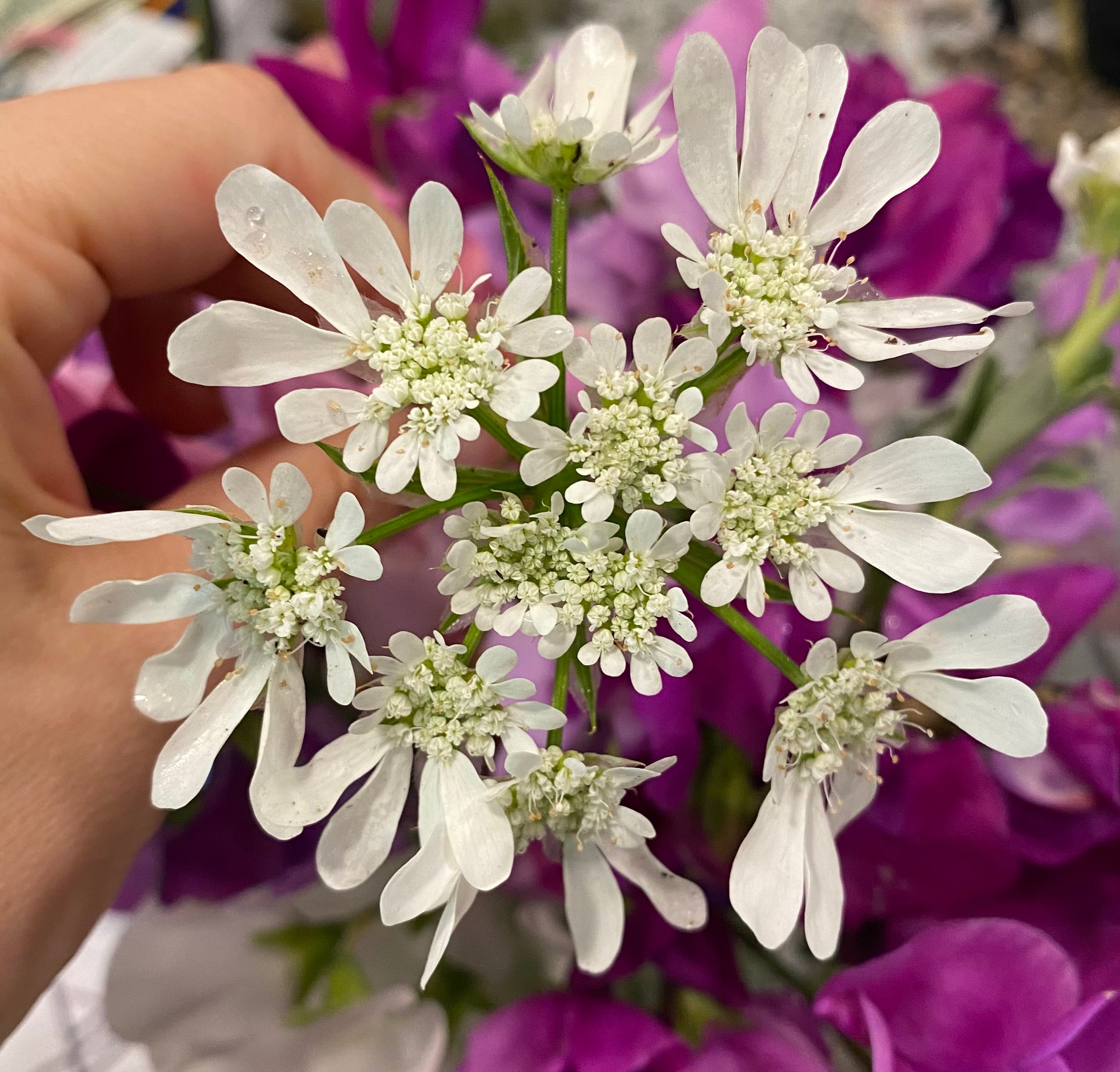 Orlaya Bunch - White Flower