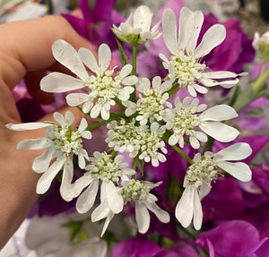 Orlaya Bunch - White Flower