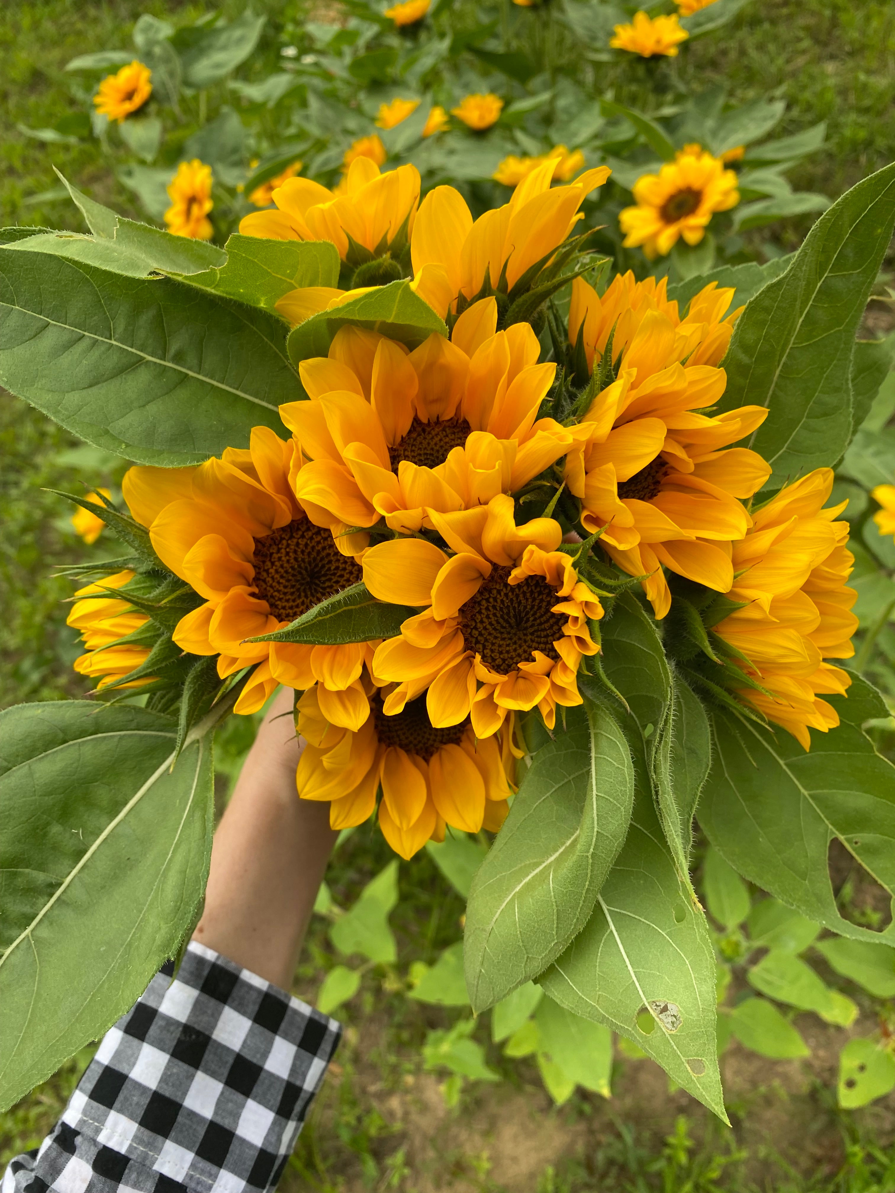 Gift Certificate for our U-Pick Flowers