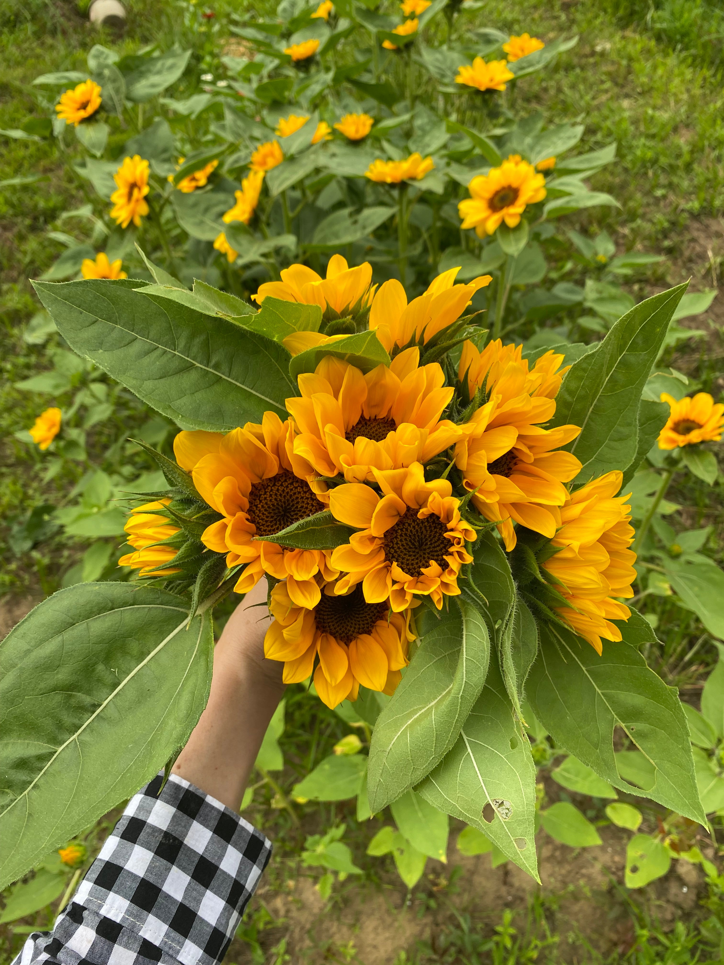 Bouquet made with Local Flowers