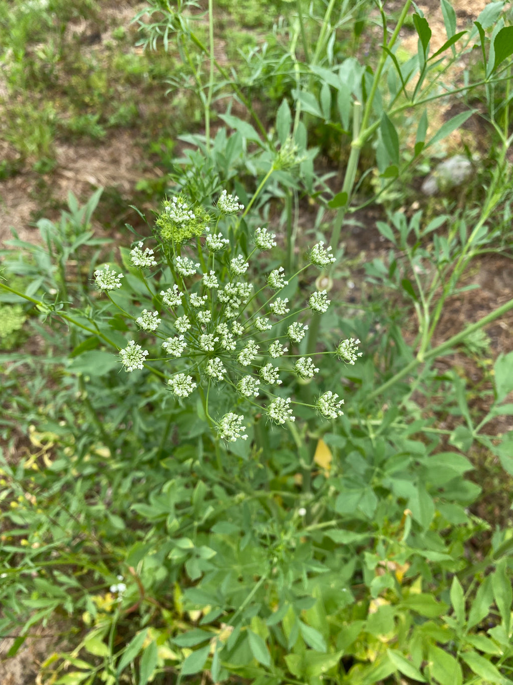Ammi - Green Filler Flower Bunch