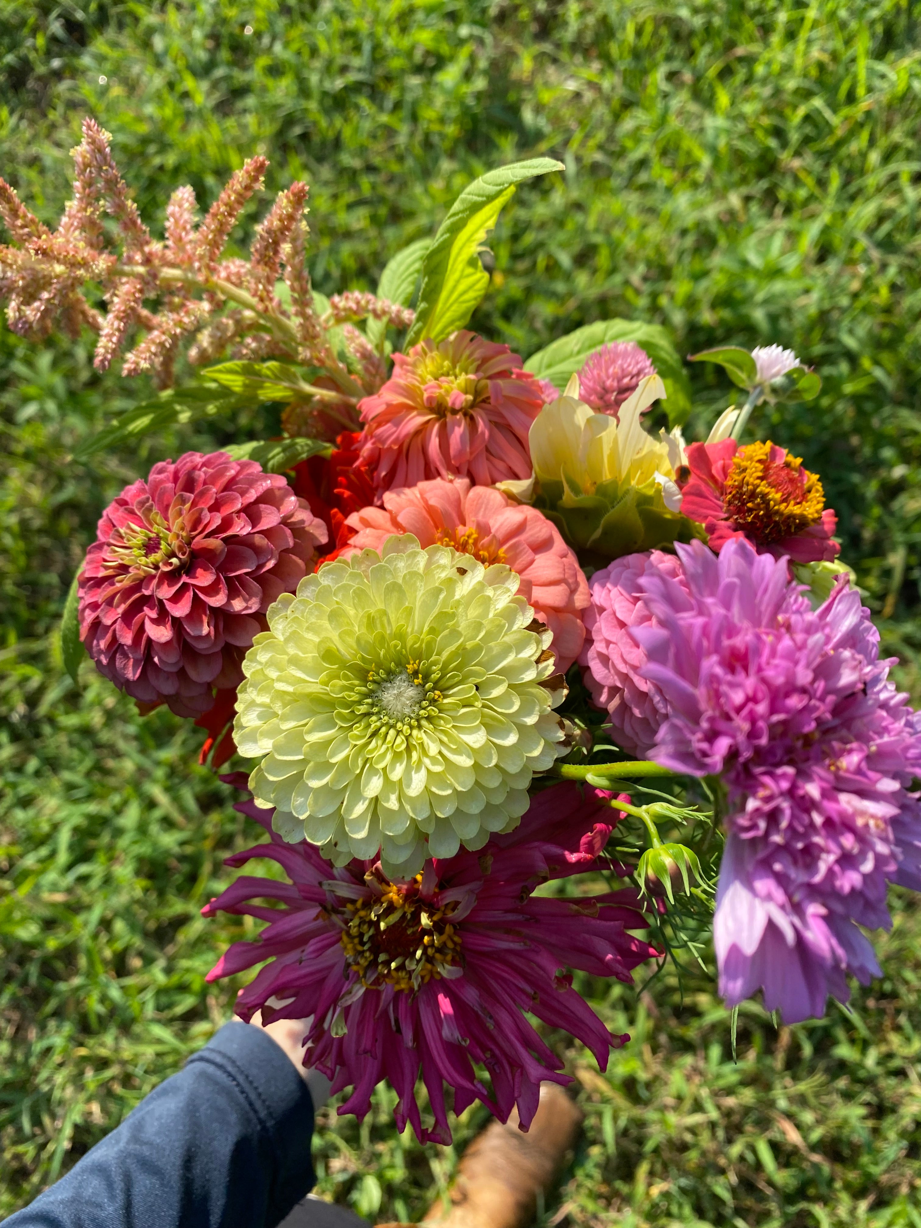 Zinnia Bunch