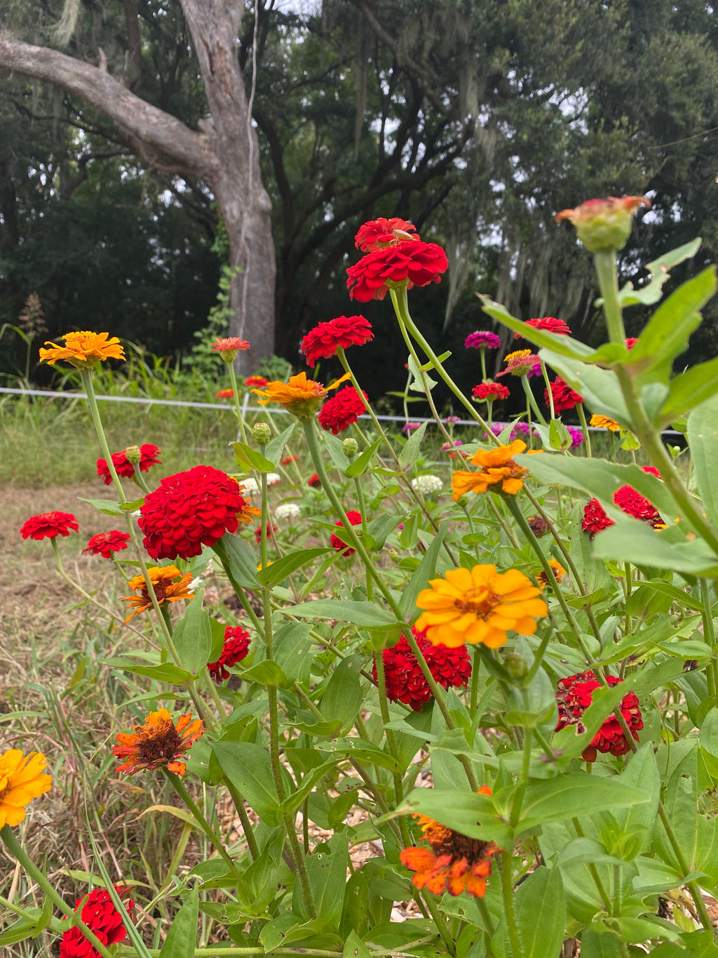 Zinnia Bunch