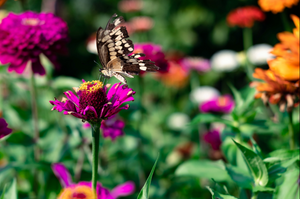 Butterfly Water Station Family Workshop