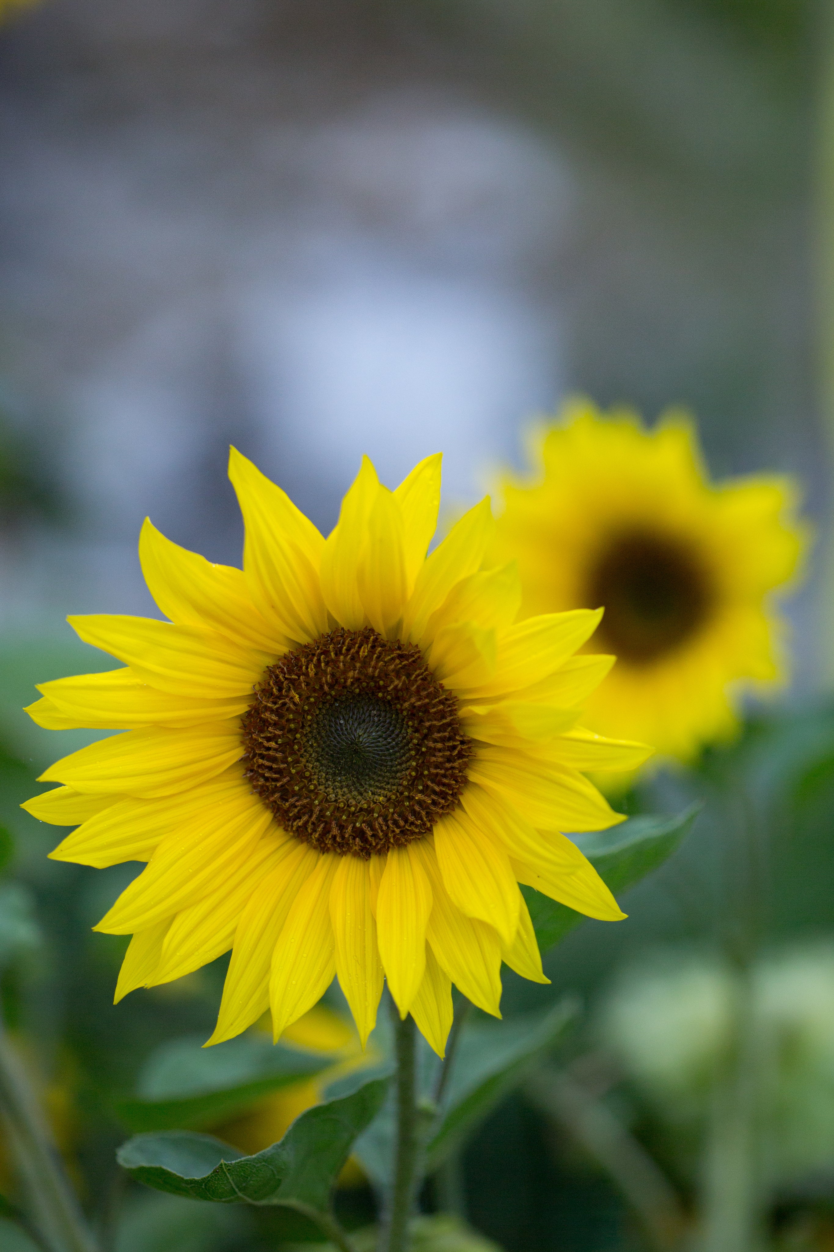 Bulk Buckets of Flowers