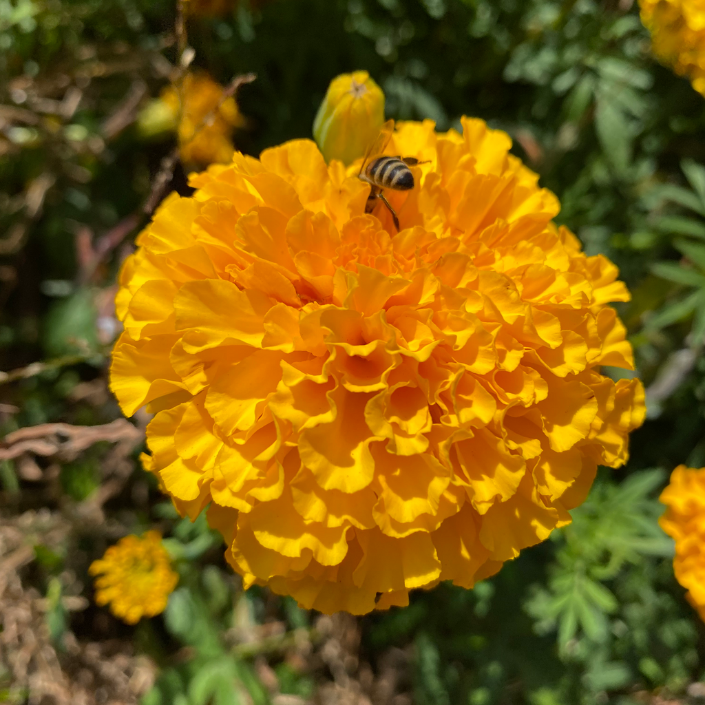 Marigold Bunch - Marigold Flowers for Sale