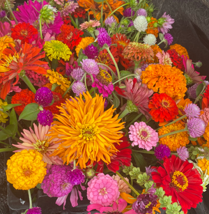 Zinnia Bunch